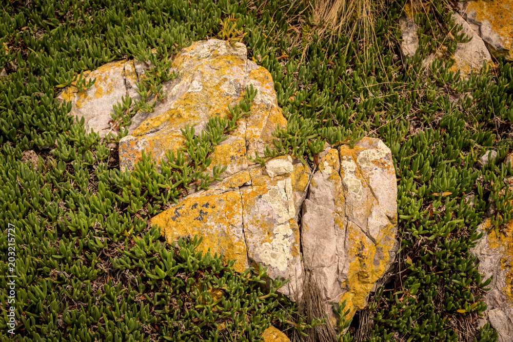 Fototapeta premium rocky landscape, Bluff Hill Point, Tasmania