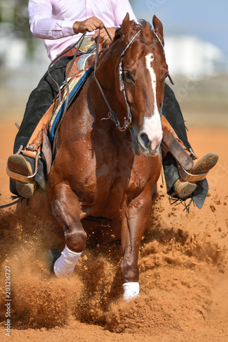 The front view of a rider in jeans, cowboy chaps and checkered shirt on a reining horse slides to a stop in the red clay an arena. © PROMA