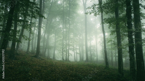 green misty woods, natural landscape