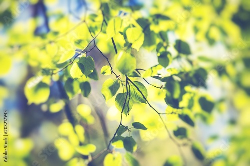 Blossom tree over nature background. Spring flowers. Spring Background.