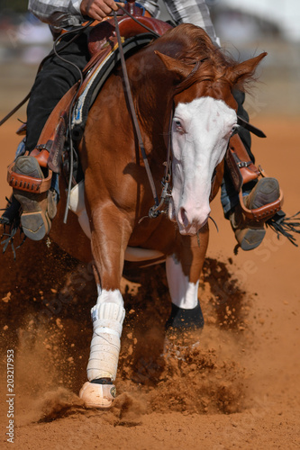 The close-up front view of a rider in cowboy chaps and boots on a horseback stopping the horse in the dust.