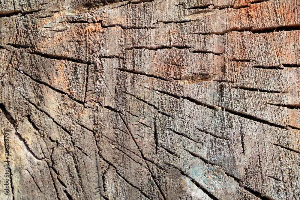 Multicolored tree stump as an abstract background Multicolored tree stump as an abstract background