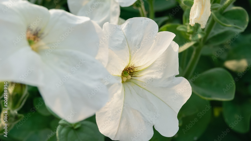 Close-up view of beautiful white petunia flowers Close-up view of beautiful white petunia flowers