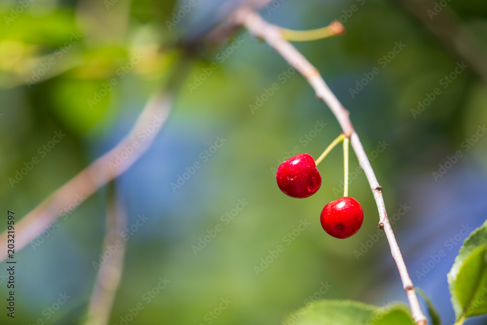 Obraz premium Red cherry on a tree branch in summer