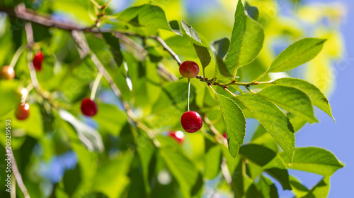 Red cherry on a tree branch in summer