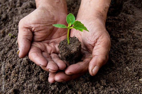 Farmers before planting in the hands holding Green sprout. The concept of farming and business growth.