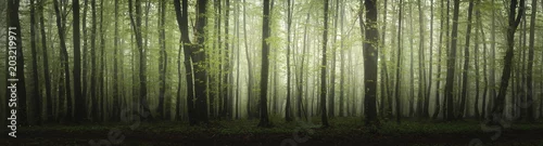 Obraz panorama lasu w wysokiej rozdzielczości