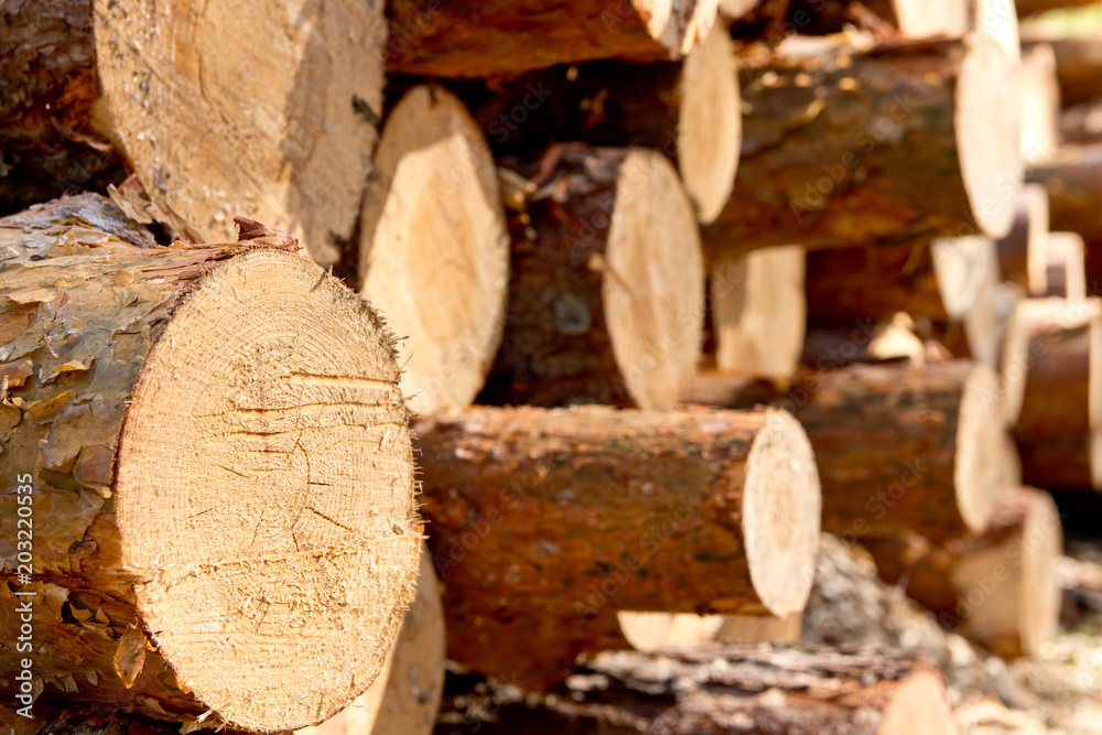 Bunch of felled and cut trees. Piled pine trunks Bunch of felled and cut trees. Piled pine trunks