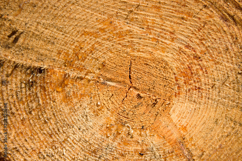 Naklejka premium Drops of resin on the trunk of a felled trunk tree glisten on a Sunny day