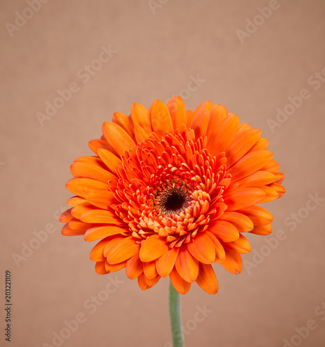 orange gerber flower