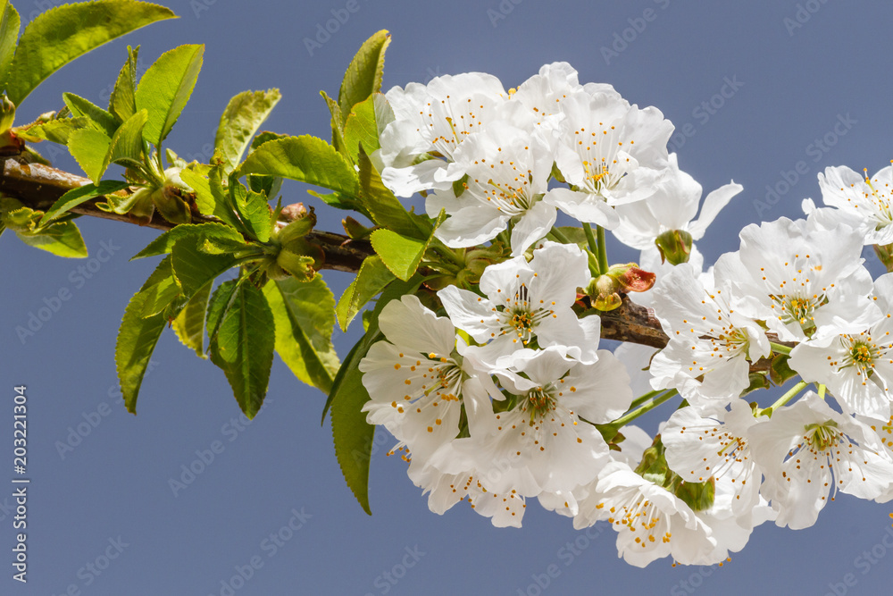 Fototapeta premium Rama de cerezo en flor. Cerasus.