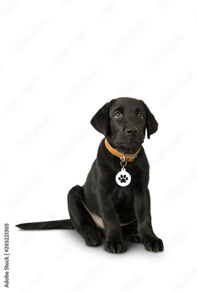 Black labrador retriever puppy, 5 months old, sitting isolated on white background