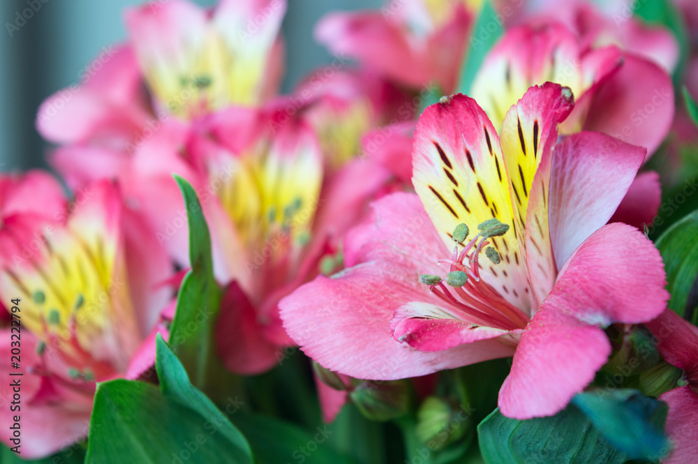 Elegant bouquet of pink alstroemeria flowers for floral arrangement or romantic Valentine's present for beloved Elegant bouquet of pink alstroemeria flowers for floral arrangement or romantic Valentine's present for beloved
