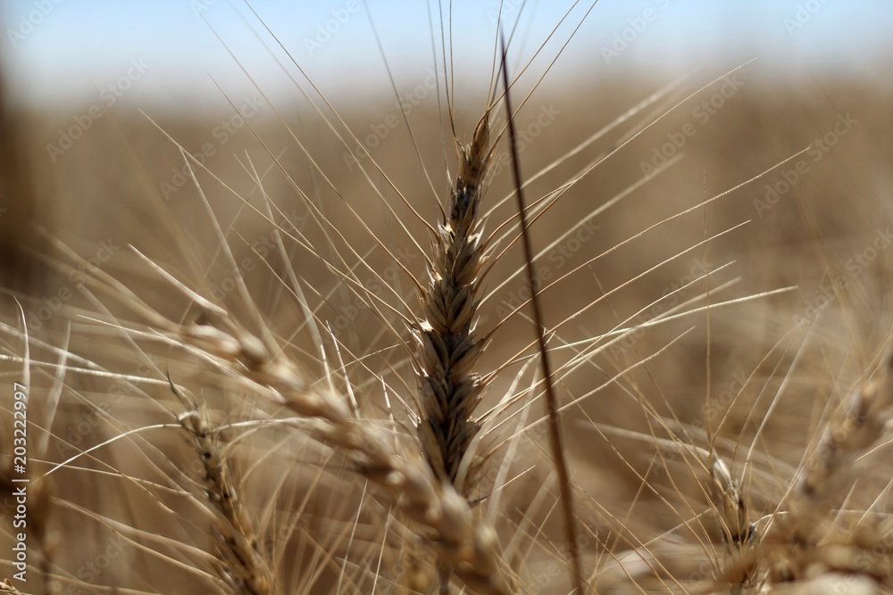 A detail in wheat fields in Austria gold summer food life A detail in wheat fields in Austria gold summer food life