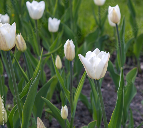 Blooming white tulips Triumph Silver Dollar in spring city garden