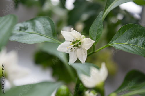 Close up of hot pepper blooming in greenhouse