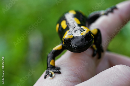 Fire salamander (Salamandra salamandra) on a hand