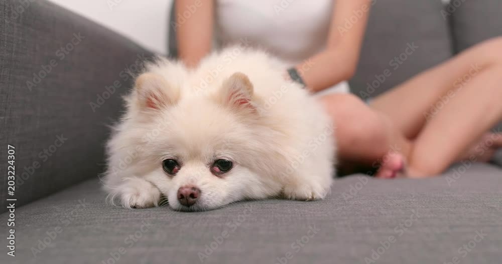 Pet owner massaging on her pomeranian dog Pet owner massaging on her pomeranian dog