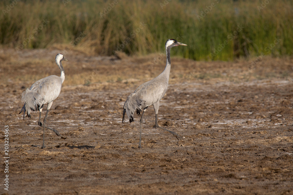 Obraz premium Common Crane, Grus grus, Little Rann of Kutch, Gujarat
