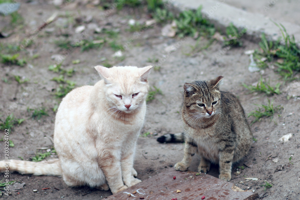 Two hungry homeless cats.