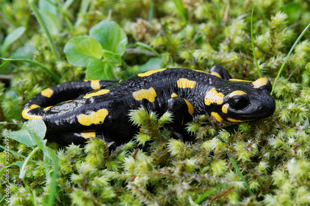 Obraz premium Fire salamander (Salamandra salamandra) in a nature