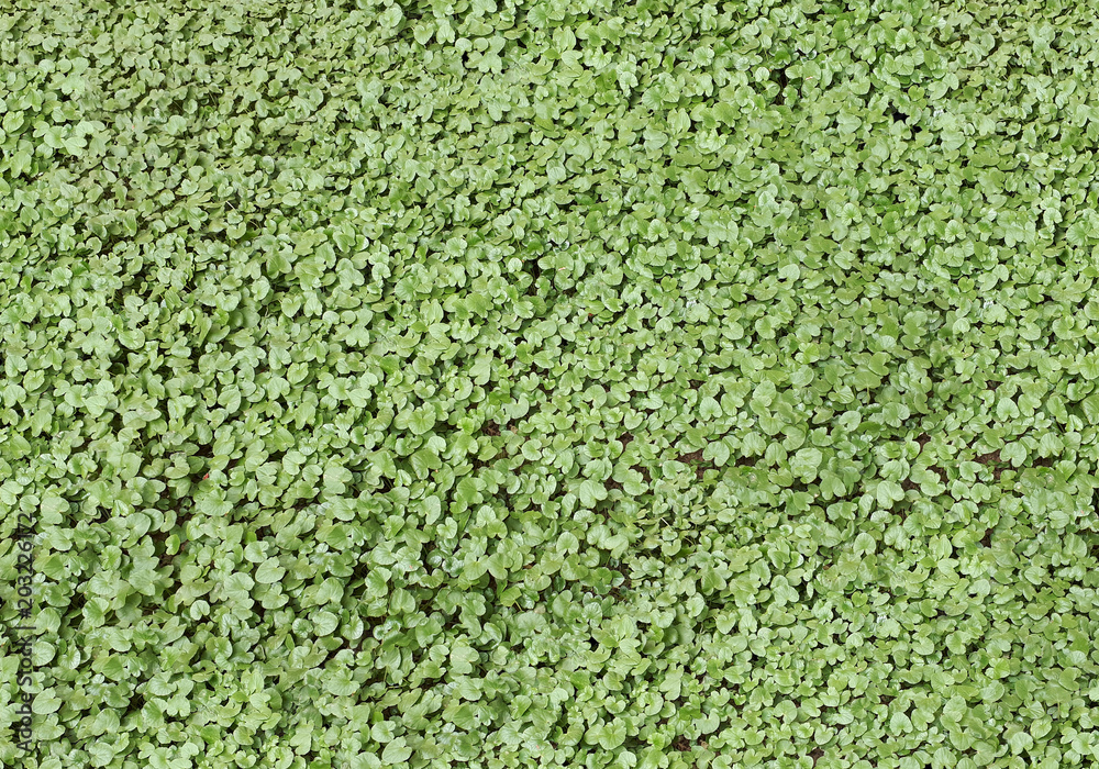 Green leaves organic texture Green leaves organic texture