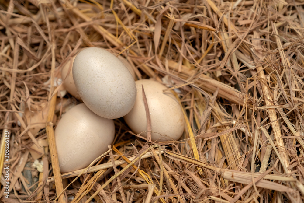 Chicken eggs in the straw nest.