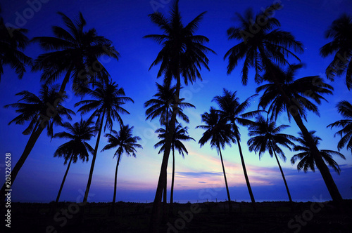 Silhouette of coconut tree in blue hour morning