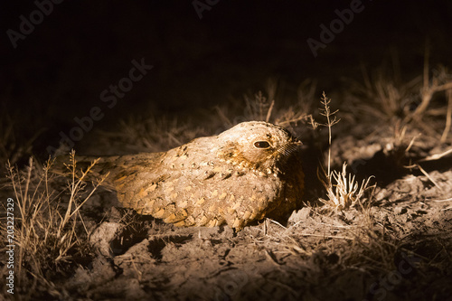 Photography Sykes's Nightjar, Caprimulgus mahrattensis, Little Rann of Kutch, Gujarat, India