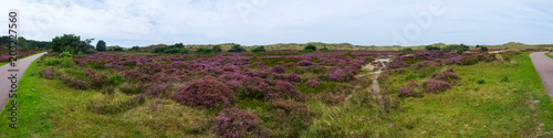 Panorama der Heidelandschaft bei Schoorl/NL