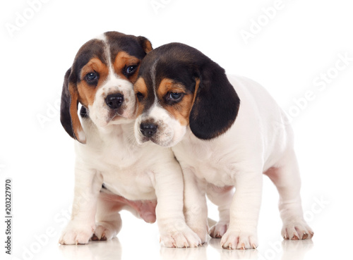 Two beautiful beagle puppies © Gelpi