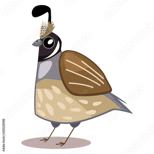Quail bird cartoon vector illustration isolated on white background.