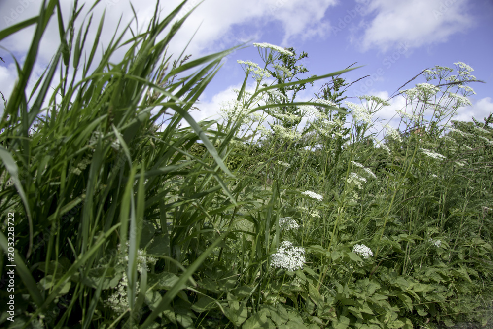 Roadside weed and blue summersky Roadside weed and blue summersky