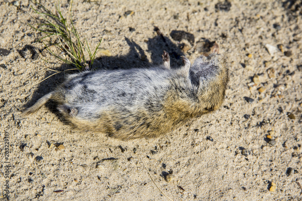 Obraz premium Dead Narrow-headed vole (Microtus gregalis) on the sand