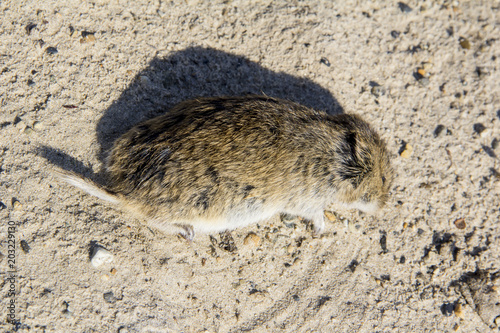 Dead Narrow-headed vole (Microtus gregalis) on the sand photo