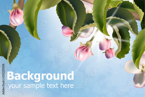 Cherry flowers background Vector. Beautiful spring cards