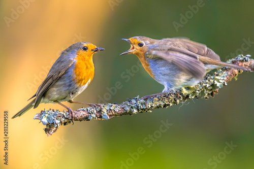 Mother Robin bird feeding young