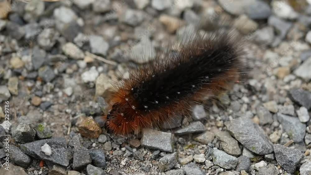 Thaumetopoea pityocampa on the ground Thaumetopoea pityocampa on the ground
