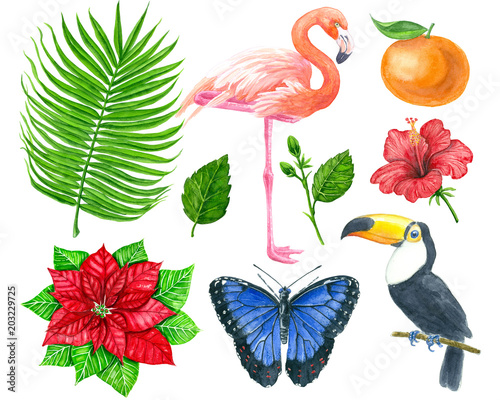 Fototapeta Naklejka Na Ścianę i Meble -  Set of tropical leaves, flowers, fruit and birds painted with watercolor isolated on white background. Elements for design.