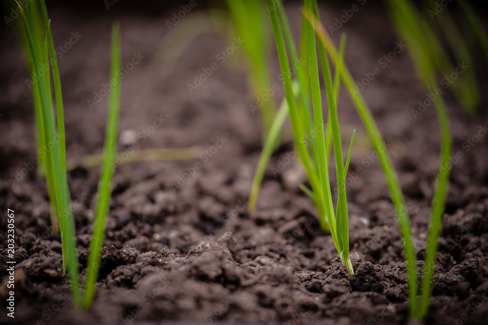 seedlings of white onion seedlings of white onion