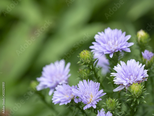 abstract flower on soft background