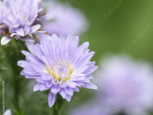 abstract flower on soft background