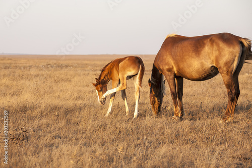 Mare with cute little foal on the pasture.