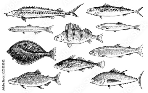 River and lake fish. Salmon and rainbow trout, tuna and herring, seawater and freshwater carp. freshwater aquarium. Seafood for the menu. Engraved hand drawn in old vintage sketch. Vector illustration