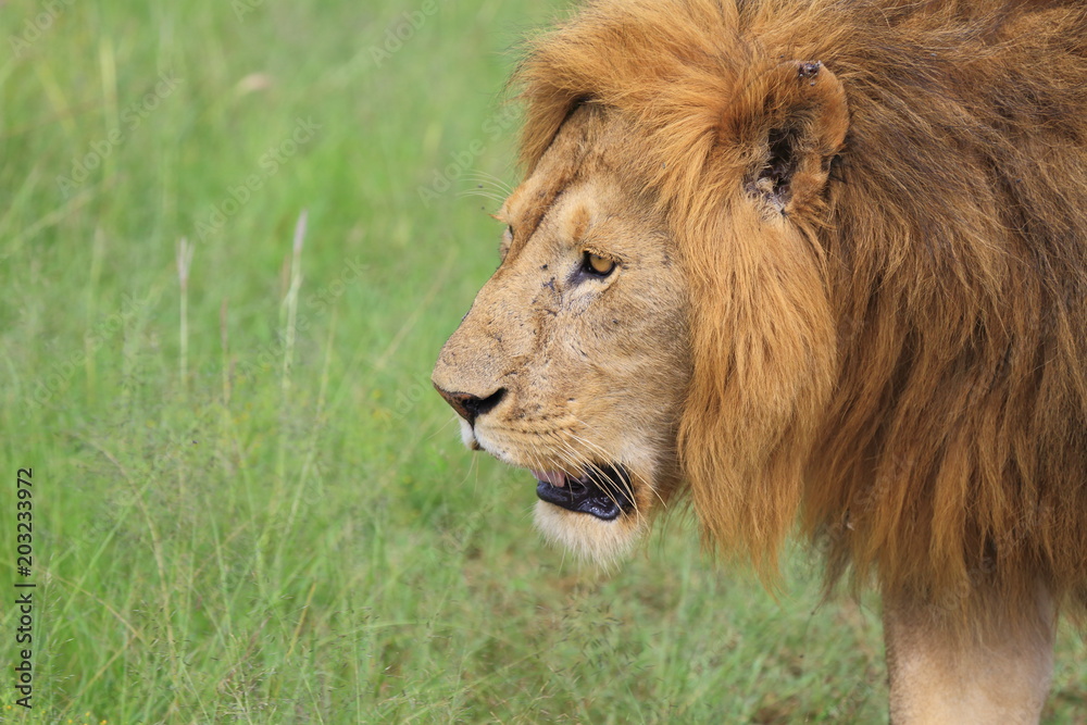 The Lion King _ Closeup