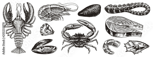 Crustaceans, shrimp, lobster or crayfish, crab with claws. River and lake or sea creatures. Freshwater aquarium. Poster for the menu. Engraved hand drawn in old vintage sketch. Seafood background.