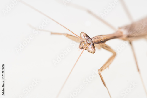 Close up of a praying mantis with white background