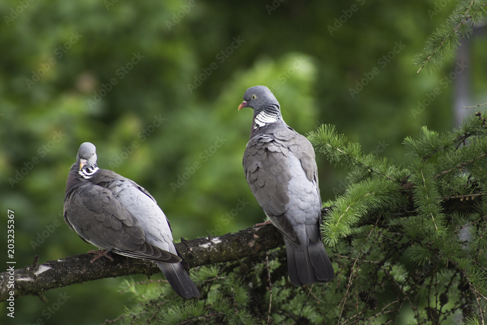 Fototapeta premium Two woodpigeons sitting on a Branch