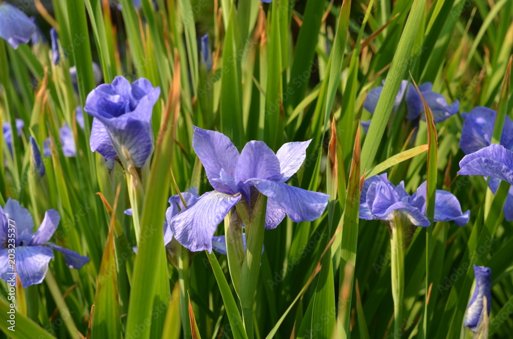 iris flowers on the garden
