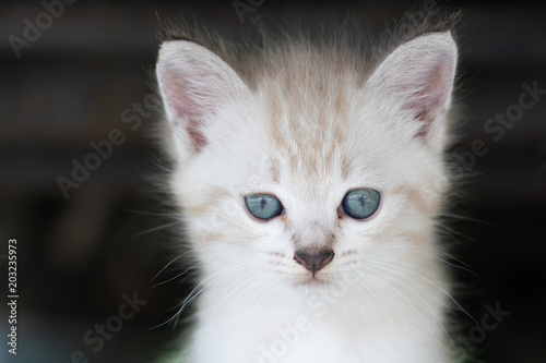 Small adorable kitten with blue eyes outdoor © stryjek